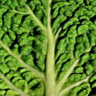 15437764096_b9e96459f2_o